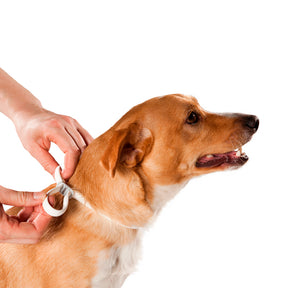 Coleira Antiparasitas Scalibor MSD Saúde Animal